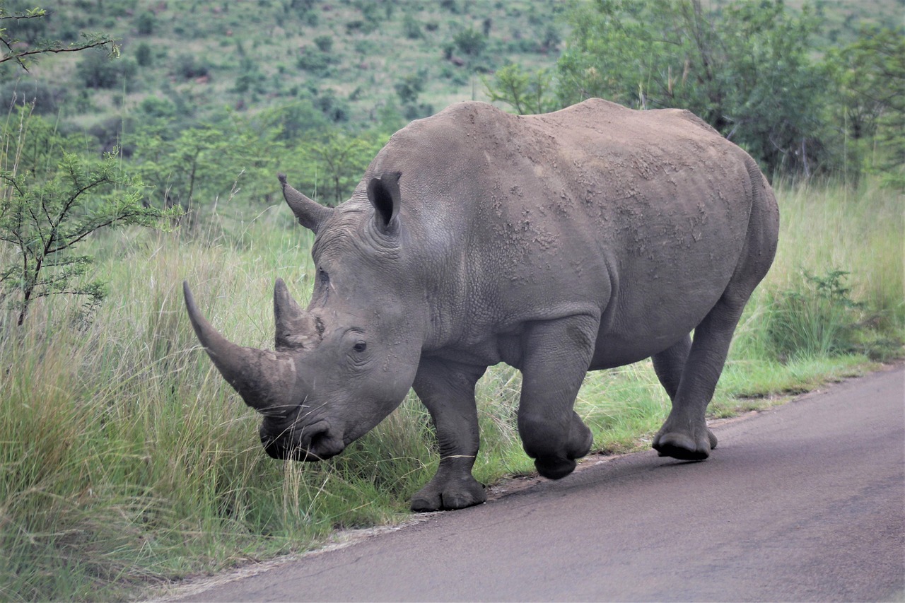 The Aggressive Tank - The Rhinoceros (Image Credits: Pixabay)