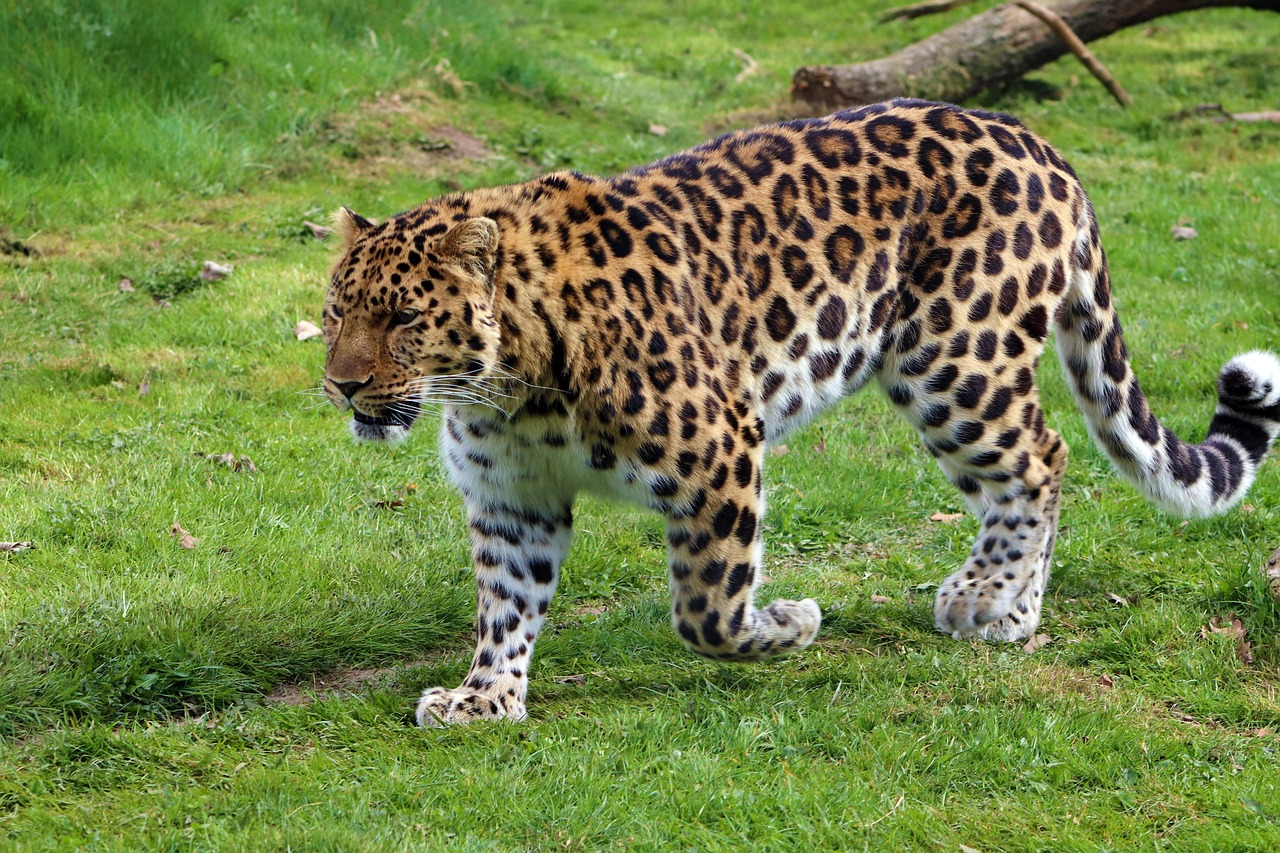 The Sneaky Assassin - The Leopard (Image Credits: Pixabay)