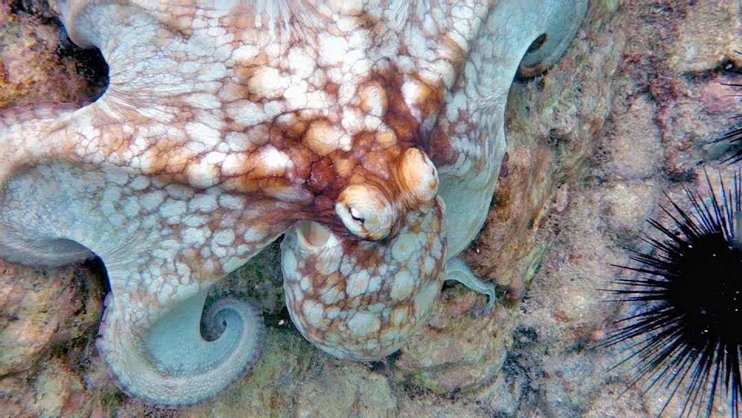 The Versatile Mid Laner - The Octopus (Image Credits: Unsplash)