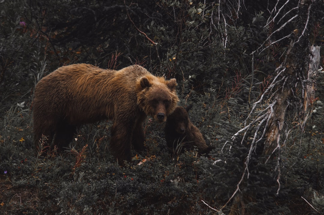The Resilient Top Laner - The Grizzly Bear (Image Credits: Unsplash)