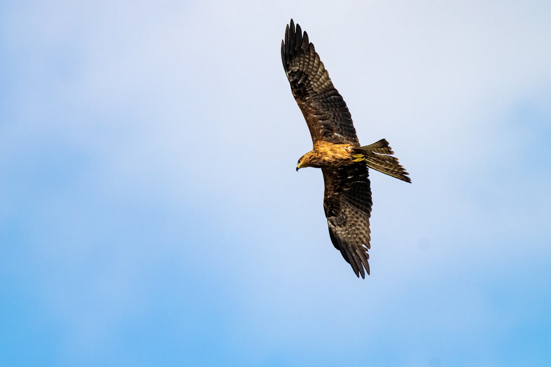The Precise Marksman - The Golden Eagle (Image Credits: Unsplash)
