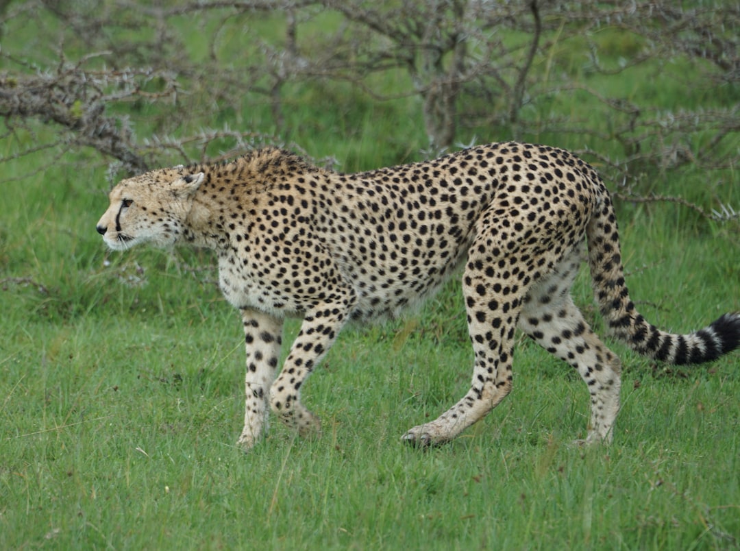 The Flanking Damage Dealer - The Cheetah (Image Credits: Unsplash)