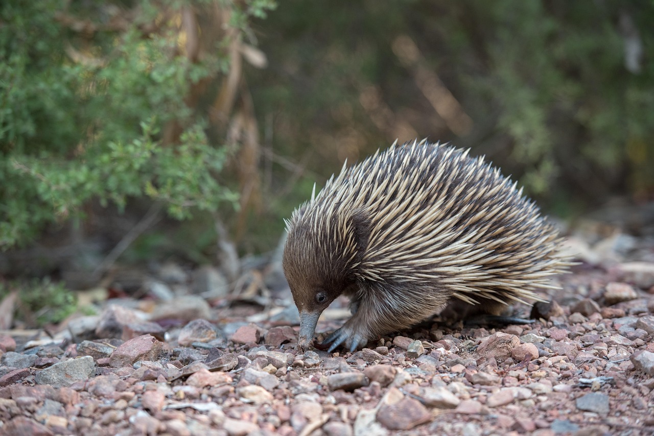 The Defensive Controller - The Porcupine (Image Credits: Pixabay)