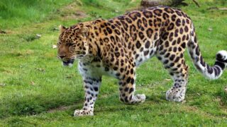 Which Wild Animal Matches Each League of Legends or Overwatch Playstyle