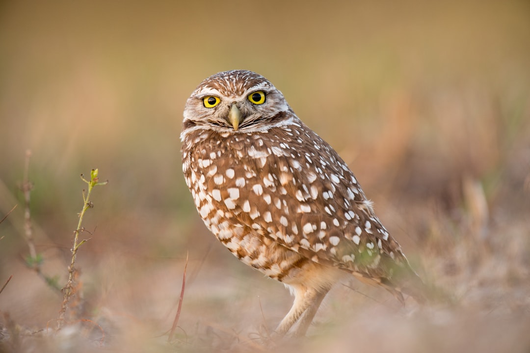 The Burrowing Owl: The Social Butterfly (Image Credits: Unsplash)