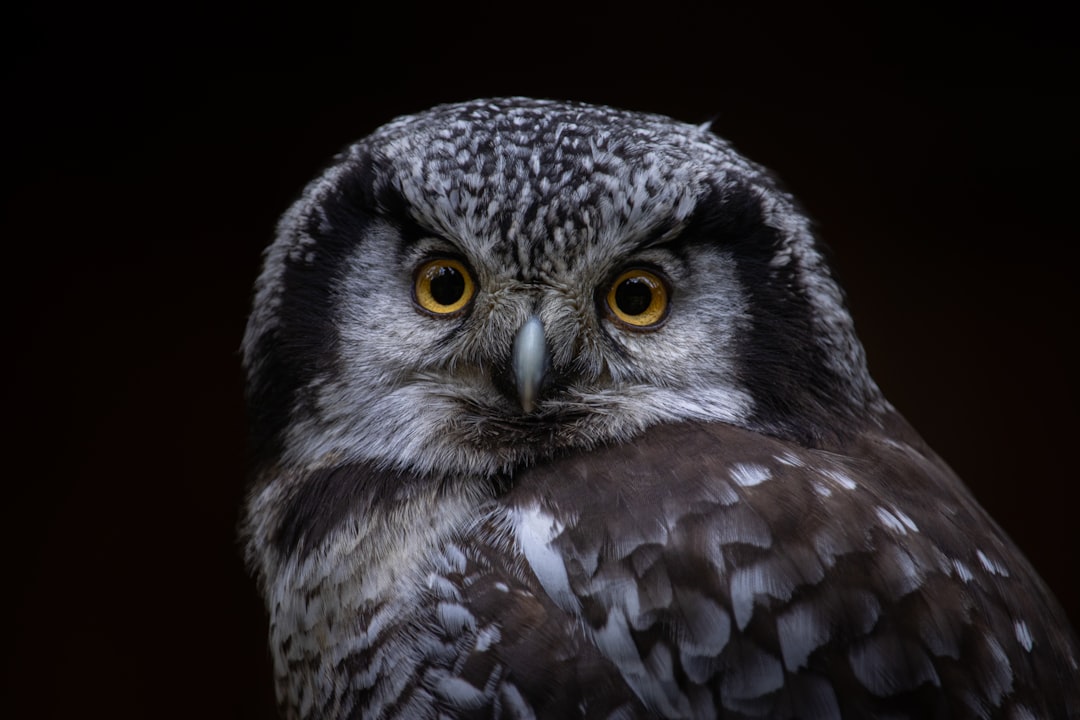 The Northern Hawk Owl: The Daytime Hunter (Image Credits: Unsplash)