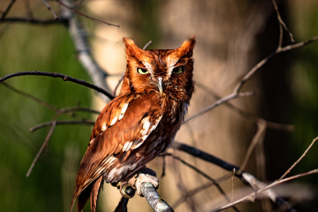 The Screech Owl: The Loyal Life Partner (Image Credits: Unsplash)