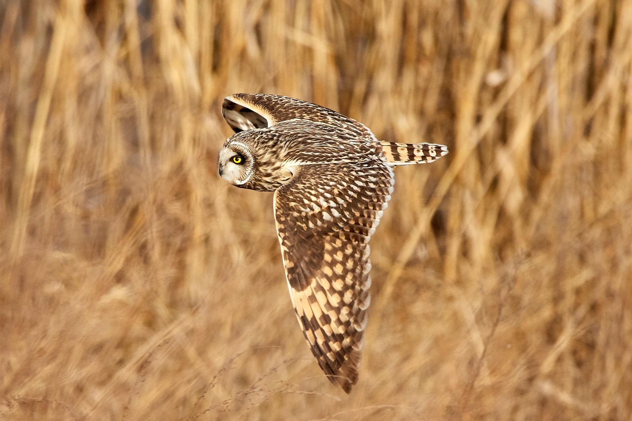 The Short-Eared Owl: The Aerial Acrobat (Image Credits: Pixabay)