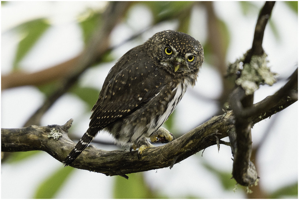 The Pygmy Owl: The Pocket-Sized Powerhouse (Image Credits: Flickr)