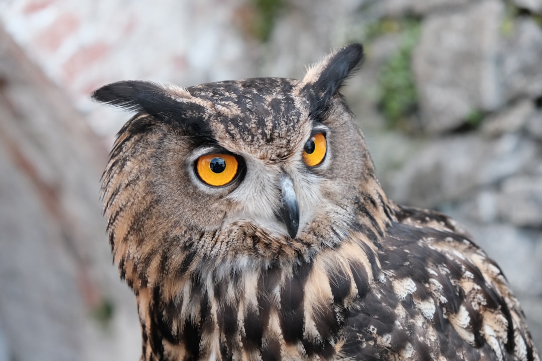 The Eurasian Eagle Owl: The Gentle Giant (Image Credits: Unsplash)