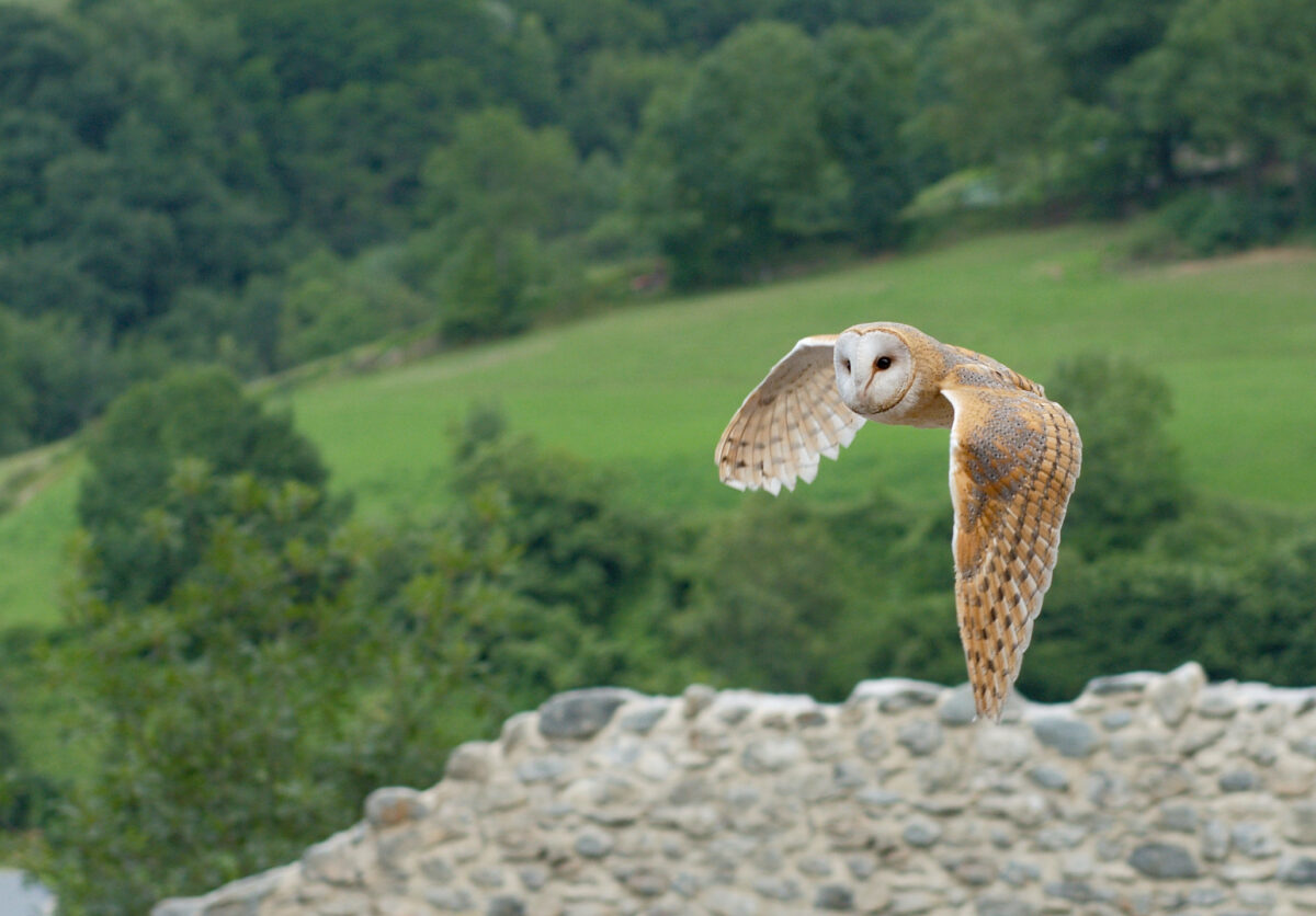 Which Owl Would Make the Best Pokémon Companion?