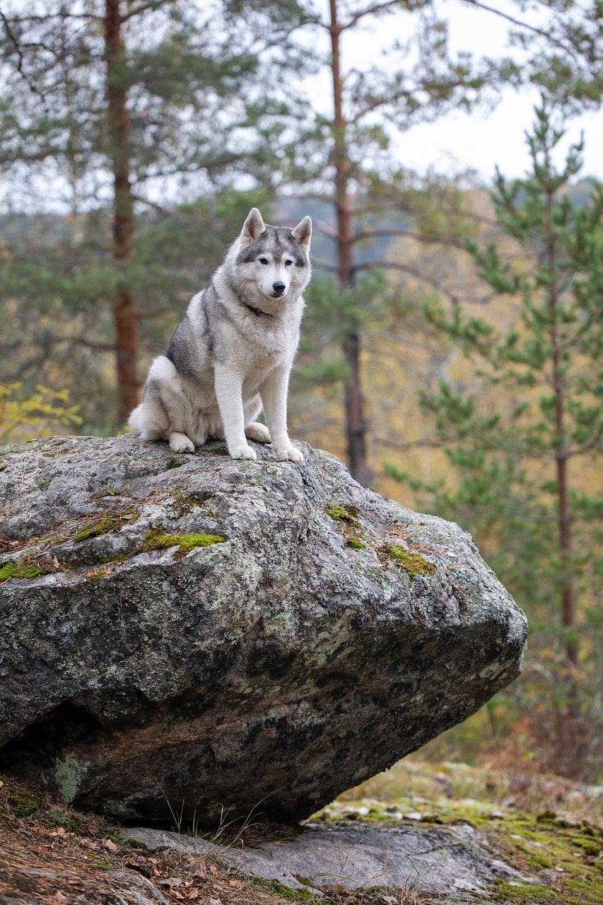 The Explorer Wolf: Curious Wanderers (Image Credits: Pixabay)