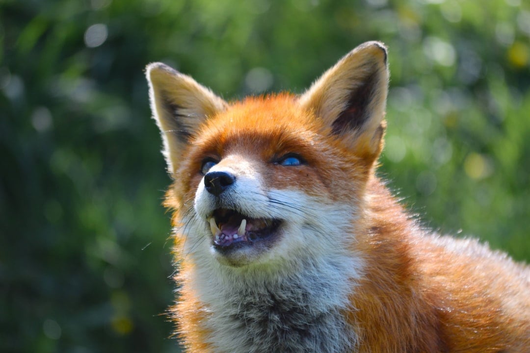 The Adaptive Fox: Versatile Problem Solvers (Image Credits: Unsplash)