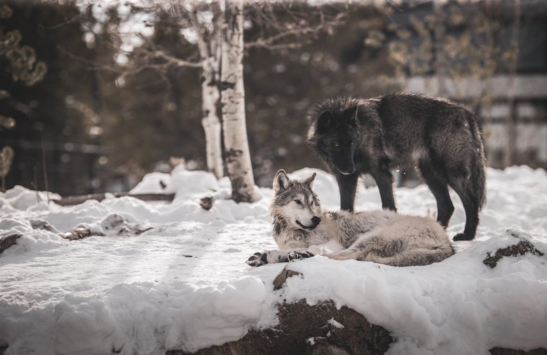 The Guardian Wolf: Protective Pack Members (Image Credits: Unsplash)