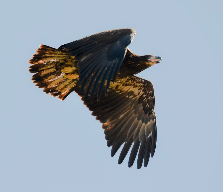 Birds of Freedom and Flight