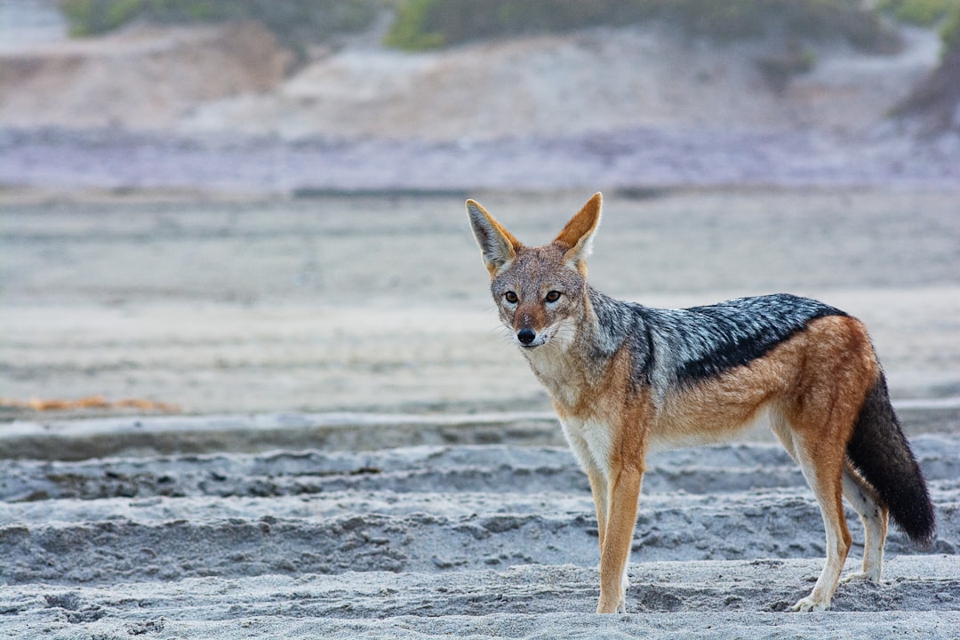 The Clever Coyote's Trickster Tales (Image Credits: Unsplash)