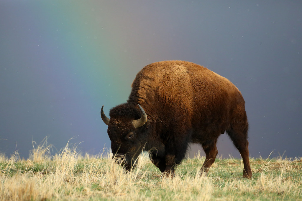 The American Bison's Powerful Presence (Image Credits: Flickr)