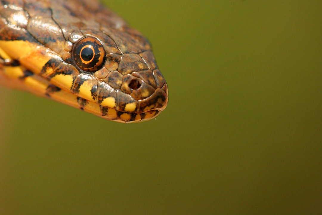 Snakes Shed Their Skin Like Old Sorrows (Image Credits: Unsplash)