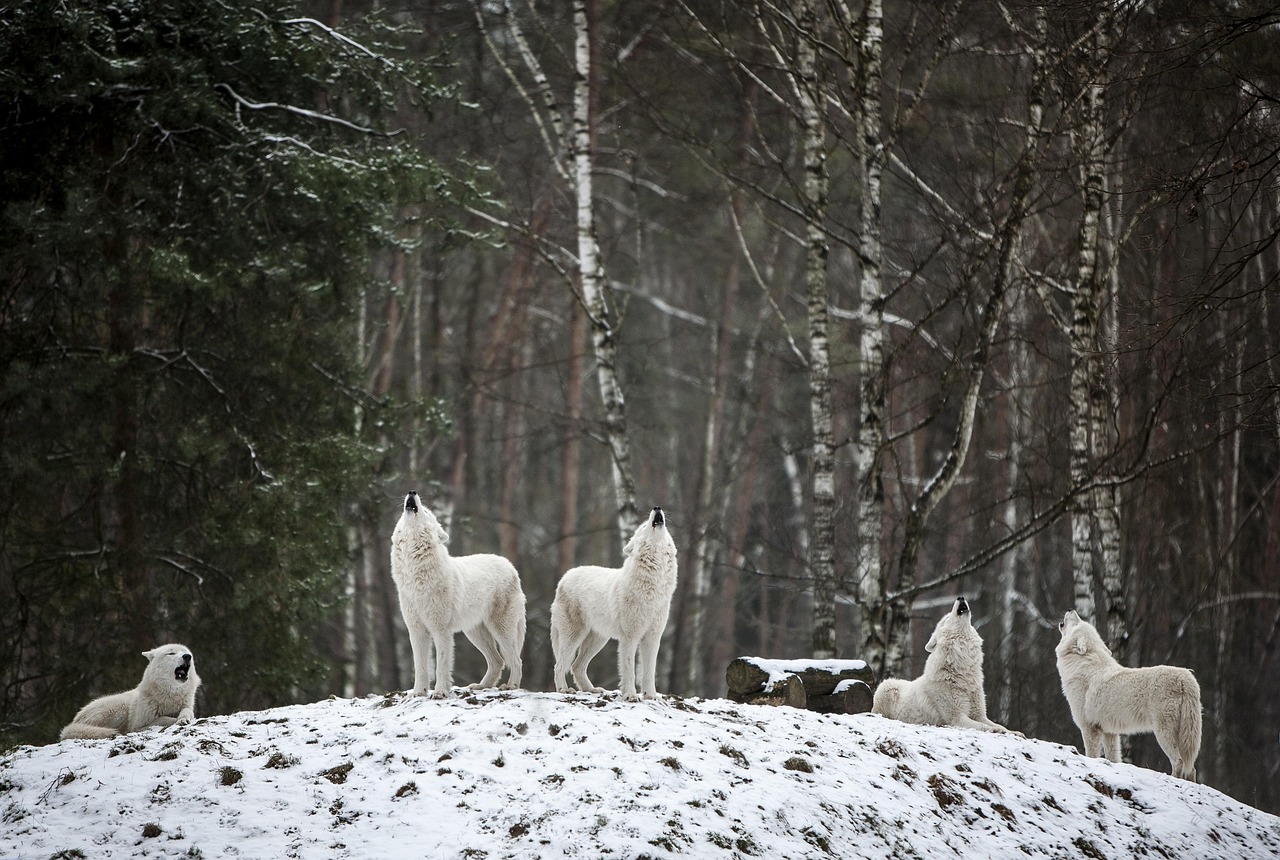 Winter Wolves and Your Strategic Mindset (Image Credits: Pixabay)