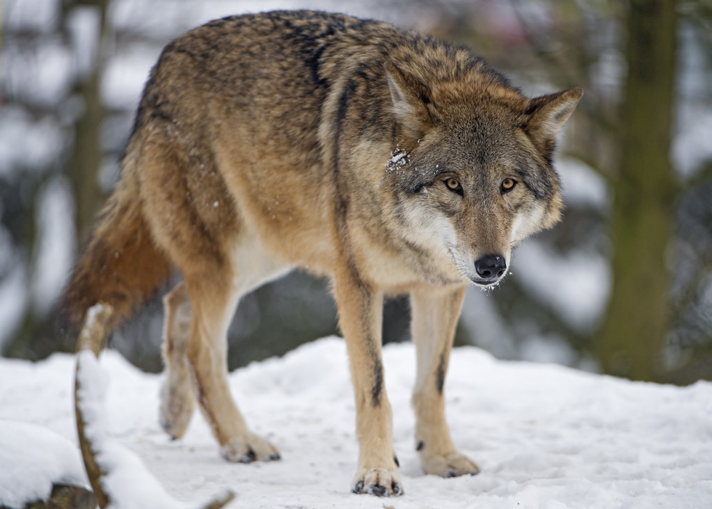 The Warmth Advantage of Wolf Preparation (Image Credits: Flickr)