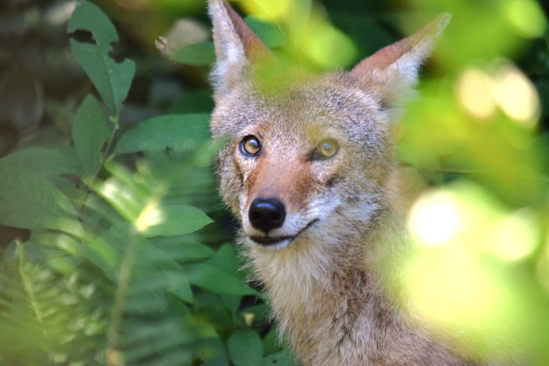 The Opportunistic Spirit of Summer Coyotes (Image Credits: Unsplash)