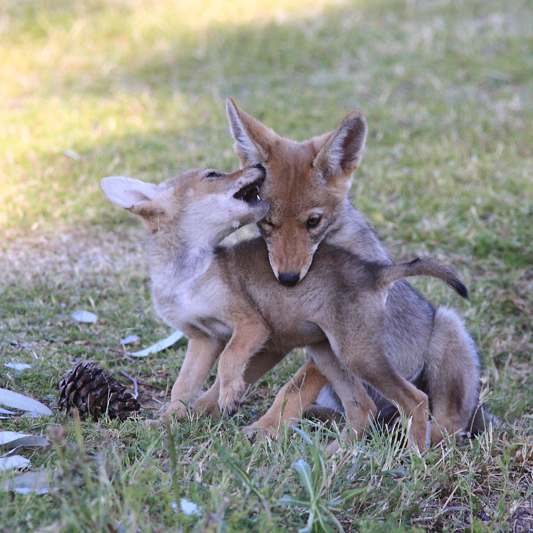 High-Energy Summer Parenting Mode (Image Credits: Wikimedia)