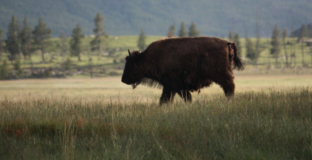The Bold Black Coffee: Are You a Bison? (Image Credits: Flickr)