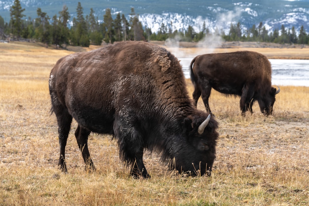 The Americano Appreciator: Steady as a Bison (Image Credits: Unsplash)