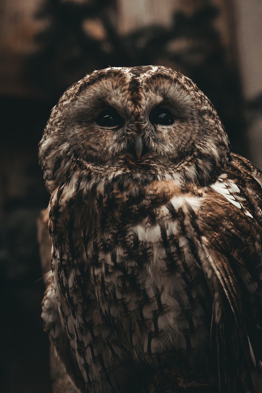 Specialty Orders: The Owl's Attention to Detail (Image Credits: Pixabay)
