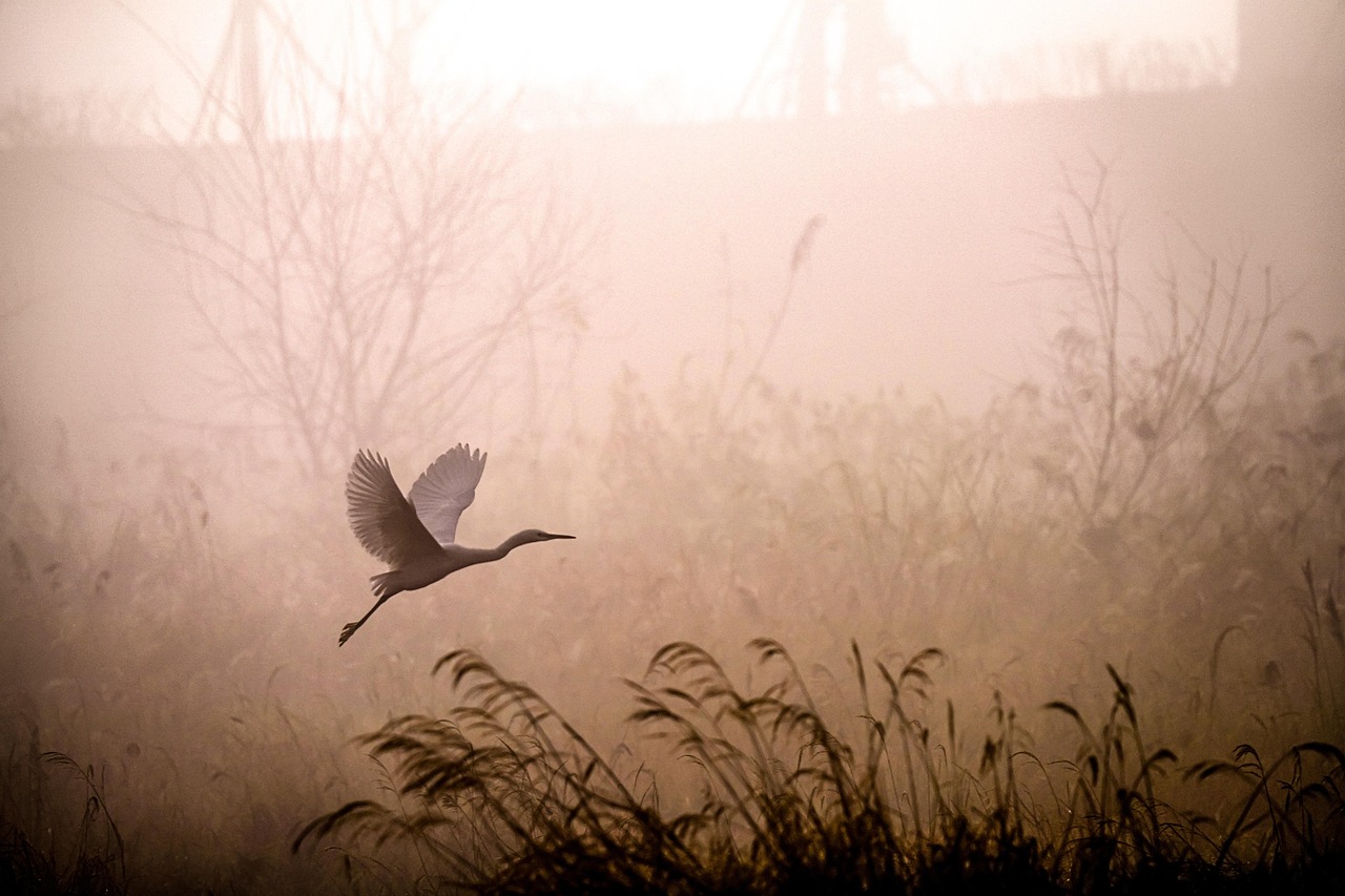 Morning Rituals: How Each Animal Approaches Their Day (Image Credits: Pixabay)