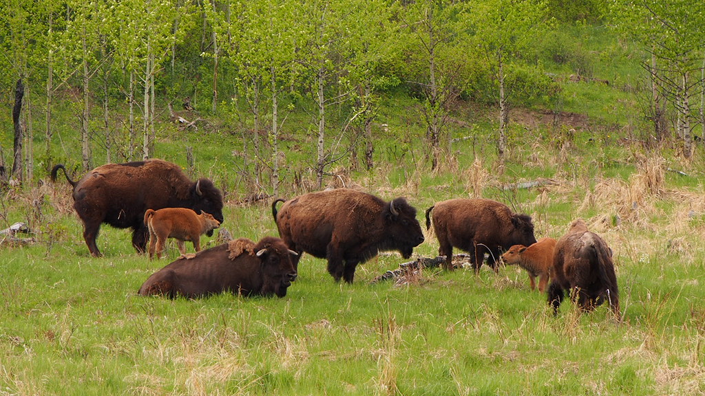 Social Coffee Behavior: Pack Animals vs. Lone Wolves (Image Credits: Flickr)