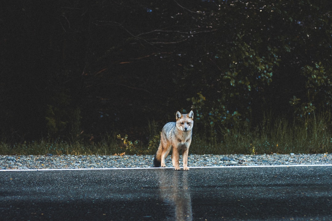 Communication Patterns: Howls Versus Yips (Image Credits: Unsplash)