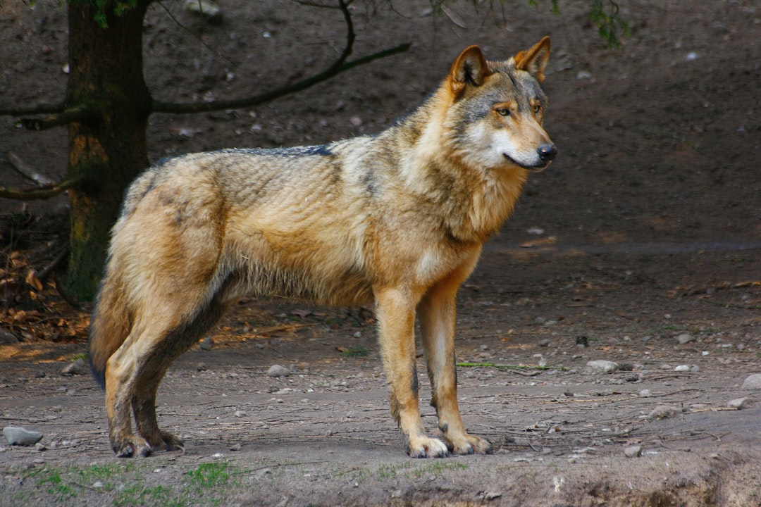 The Cunning Rogue - Wolf O'Donnell from Star Fox (Image Credits: Unsplash)