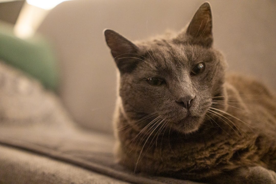 The Independent Cat - For Introverts Who Value Personal Space (Image Credits: Unsplash)