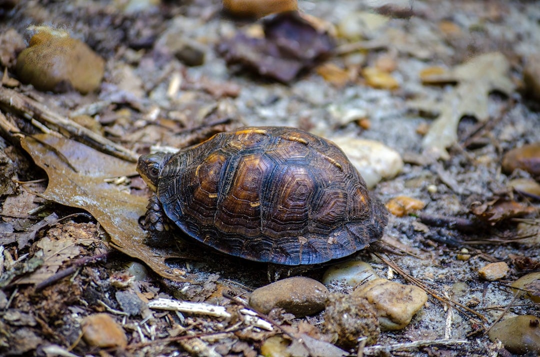 The Grounded Turtle - Slow and Steady Introvert Energy (Image Credits: Unsplash)