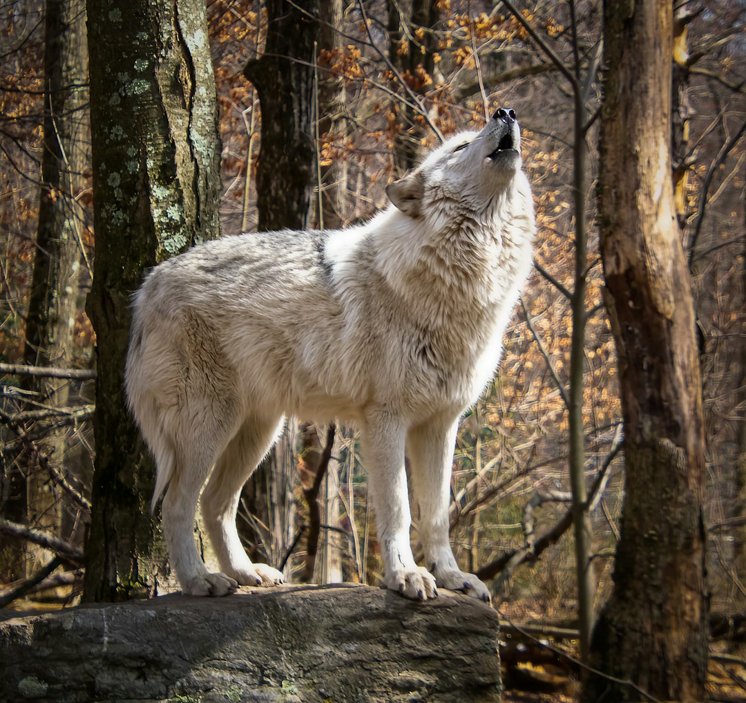 The Mysterious Wolf - For Complex Introverted Souls (Image Credits: Unsplash)