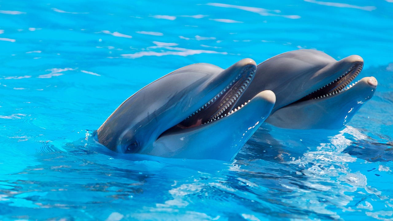 The Playful Dolphin - The Ultimate Extrovert Spirit Animal (Image Credits: Pixabay)