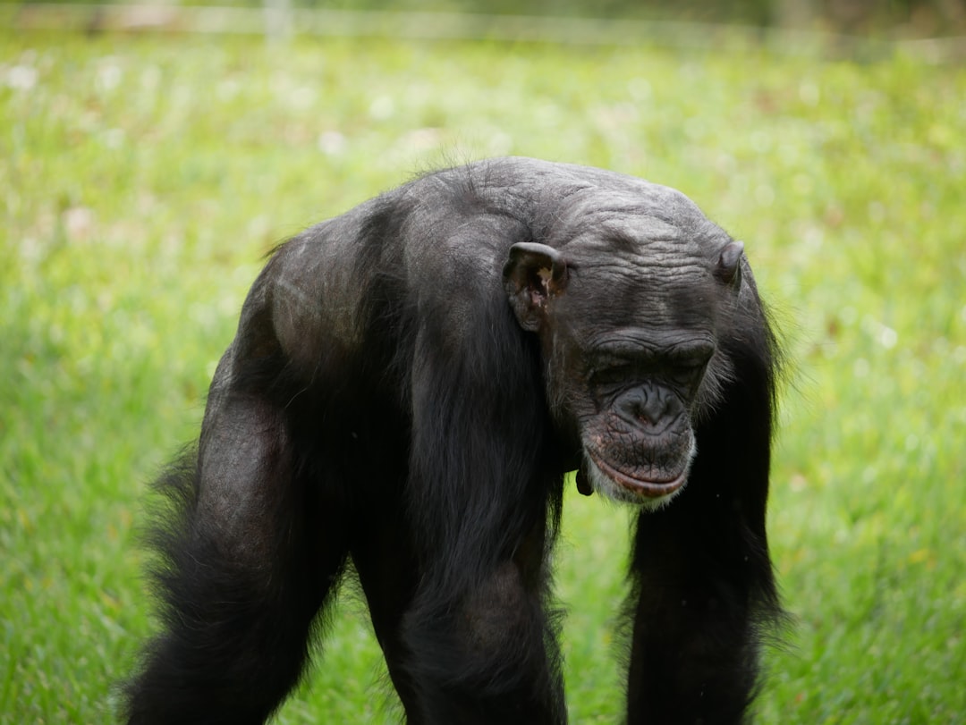 The Energetic Chimpanzee - For Creative Extroverts (Image Credits: Unsplash)