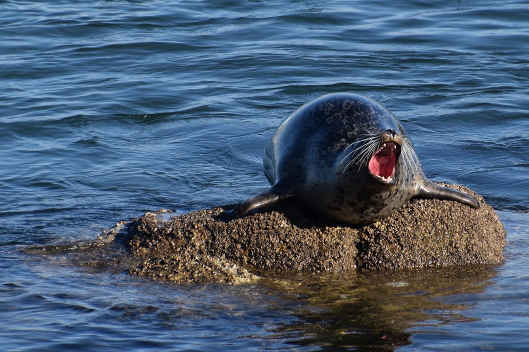 The Performing Seal - Natural Born Extrovert Entertainers (Image Credits: Unsplash)
