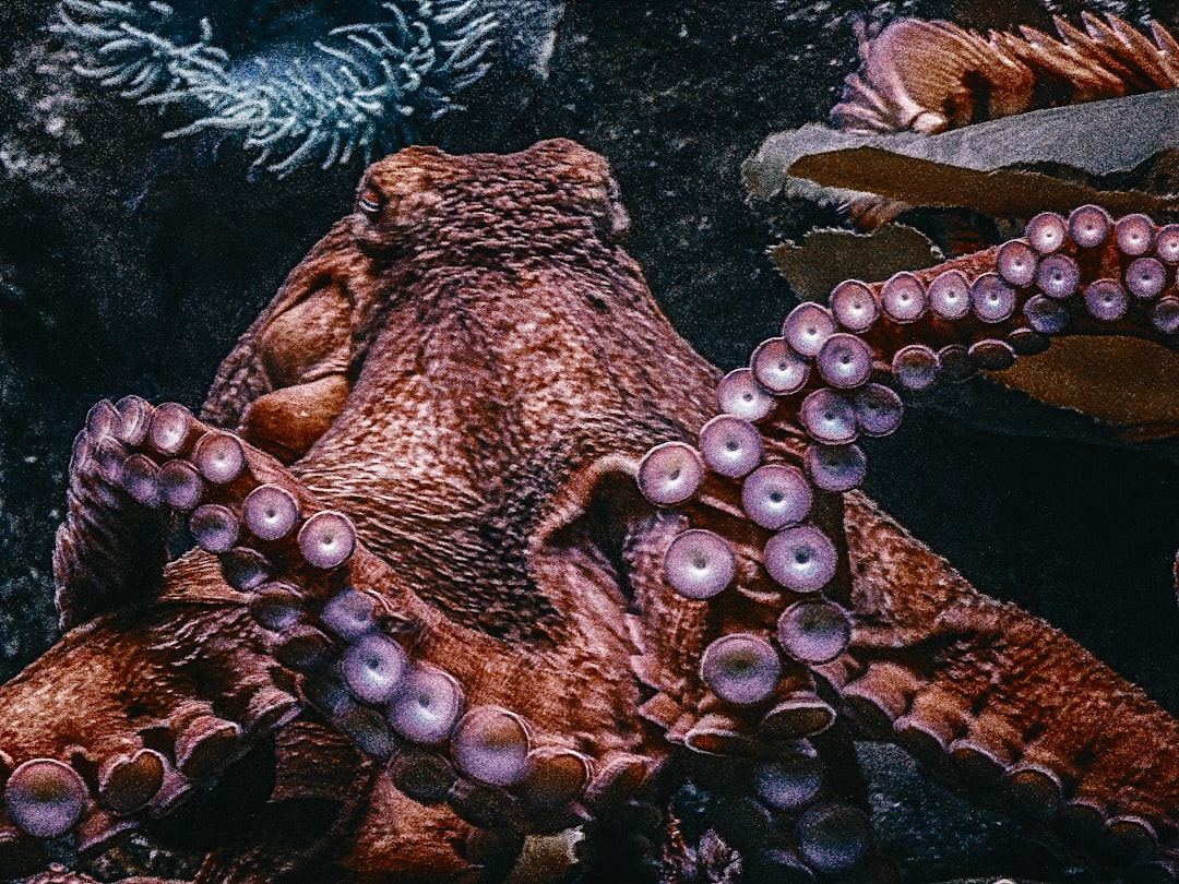 The Strategic Octopus - For Introverted Thinkers (Image Credits: Unsplash)