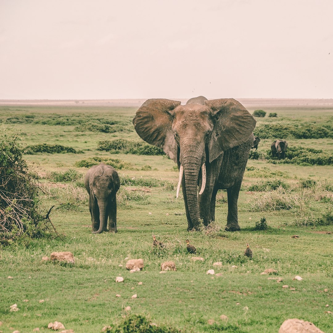 The Gentle Elephant - For Empathetic Introverts (Image Credits: Unsplash)