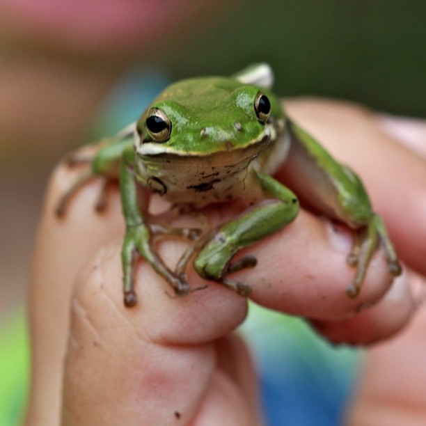 Finding Your Perfect Spirit Animal Match (Image Credits: Flickr)
