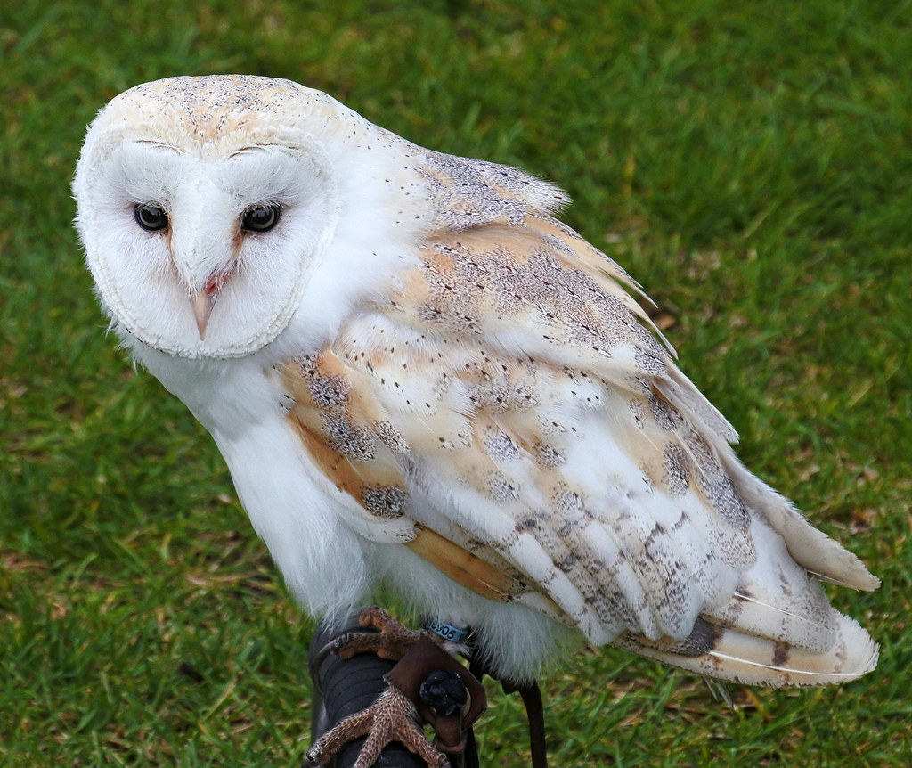 The Peaceful Observer: Barn Owl's Introverted Elegance (Image Credits: Flickr)