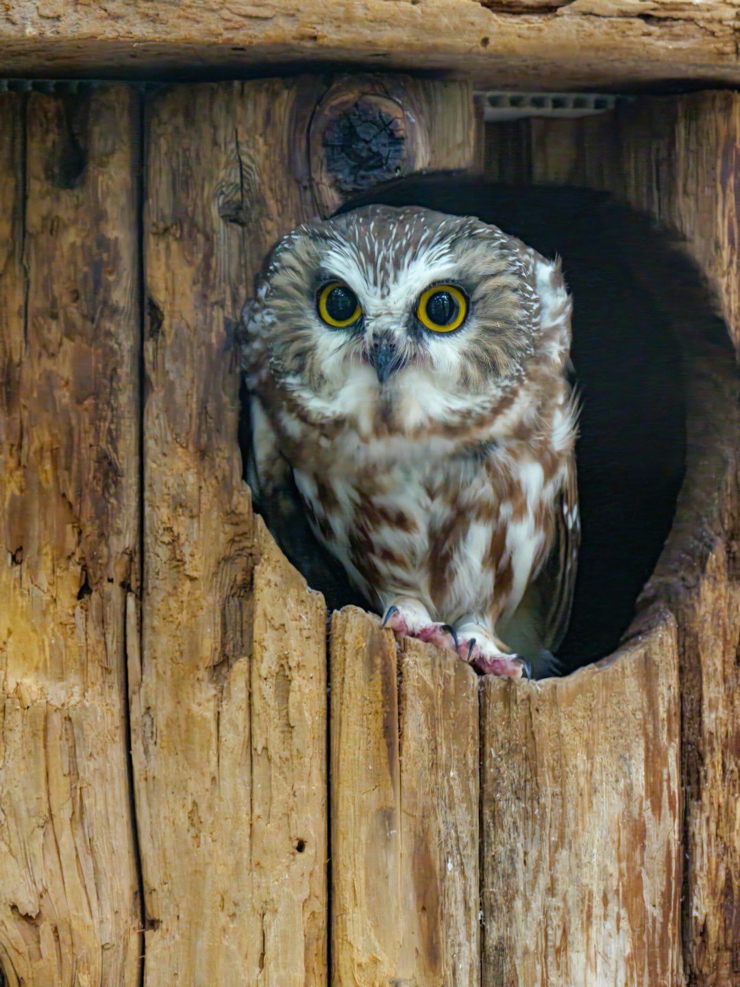 The Social Butterfly: Burrowing Owl's Extroverted Nature (Image Credits: Unsplash)