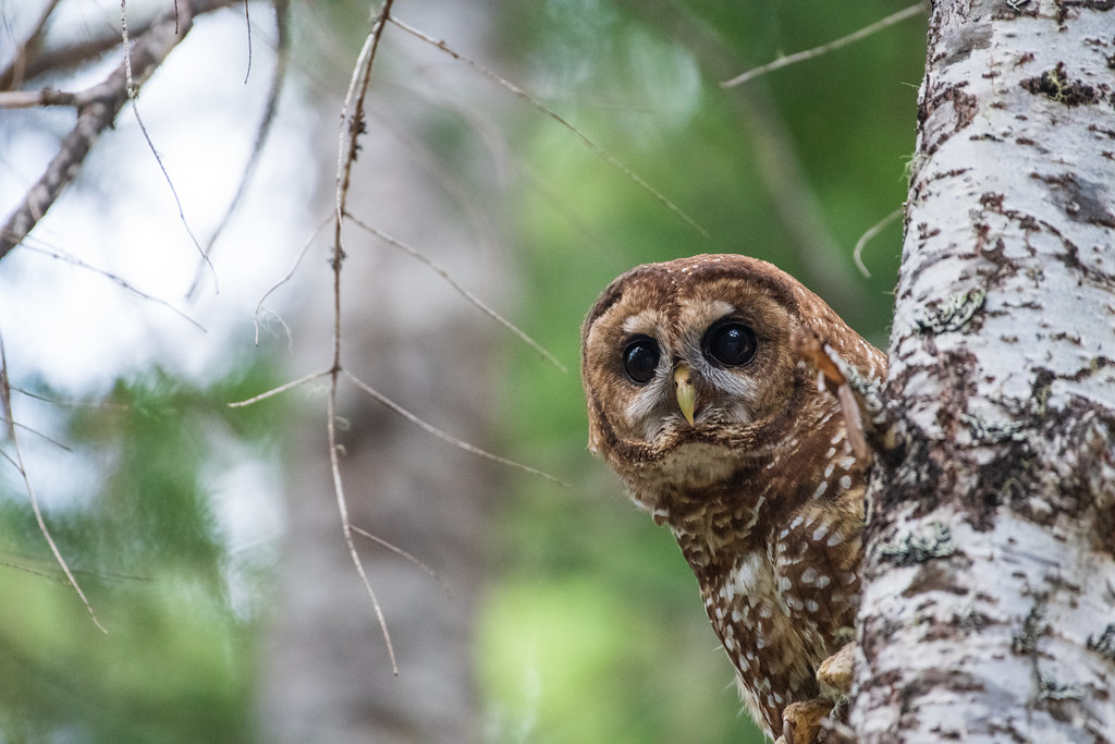 The Contemplative Philosopher: Northern Spotted Owl's Deep Introversion (Image Credits: Flickr)