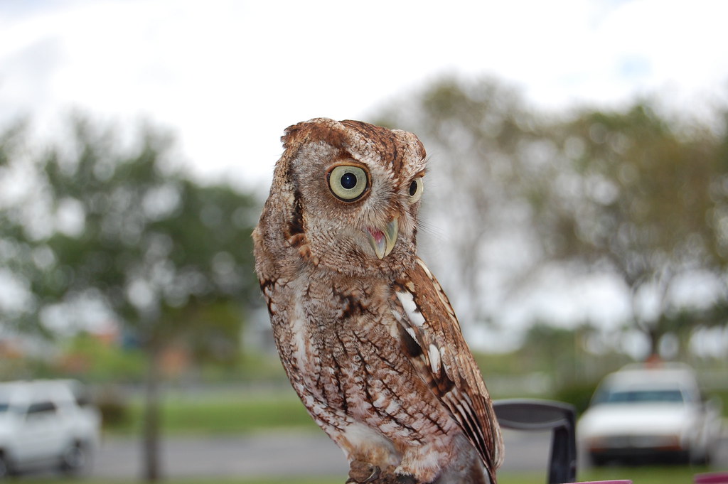 The Reserved Analyst: Screech Owl's Introverted Precision (Image Credits: Flickr)