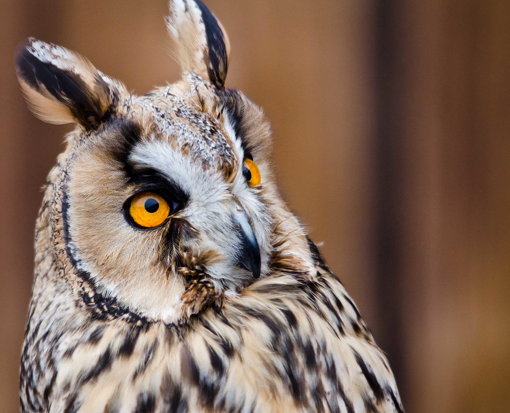 The Cautious Observer: Long-eared Owl's Introverted Vigilance (Image Credits: Flickr)