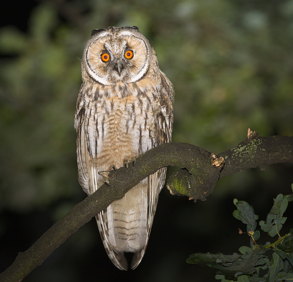 The Adaptable Performer: Great Gray Owl's Balanced Personality (Image Credits: Flickr)
