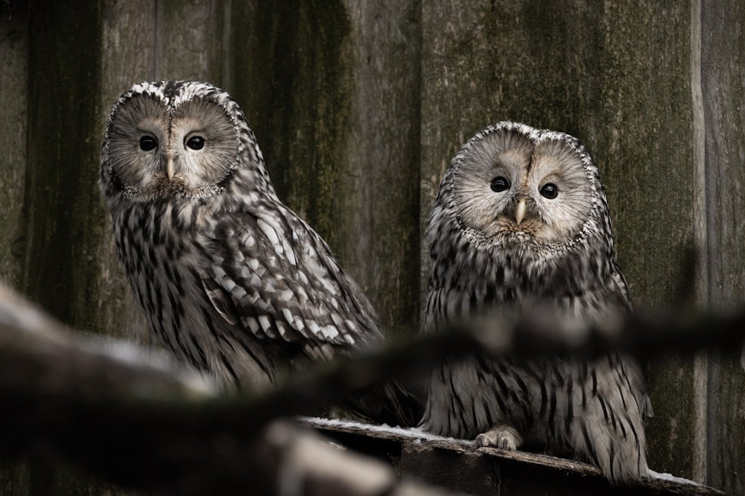 The Real Nature of Owl Behavior (Image Credits: Unsplash)