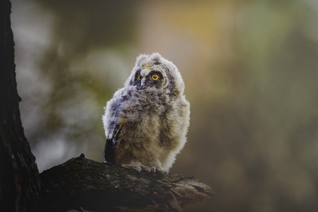 How Introverts Mirror Owl Characteristics (Image Credits: Unsplash)